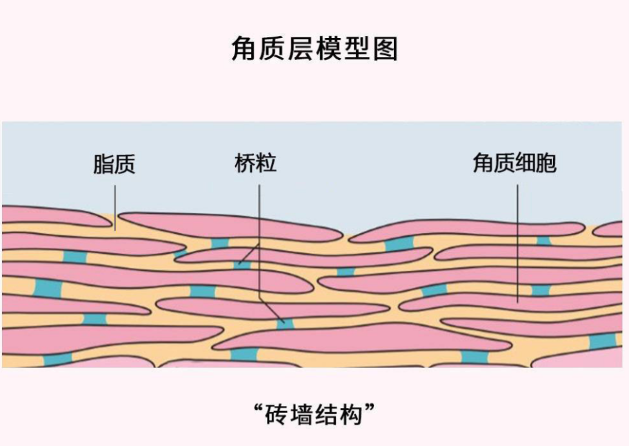 天然成分大PK，博然堂携修护界“顶流”燃爆敏感肌市场
