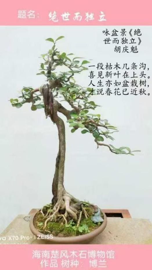 聚焦阅兵盛典 墨颂强国风华—胡庆魁